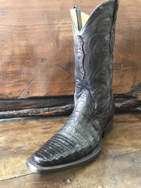 Cola de Cocodrilo Belly